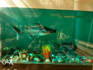 2yrs old Shark fish with tank,filter,stone,air