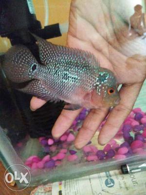 3.5 inches long flowerhorn male i want to sell it