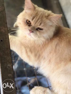 3 Doll face Persian cat male  each -