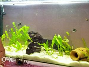 3 feet aquarium with top and big osker fisher