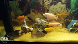 3inch chiclid fish healty fish good color
