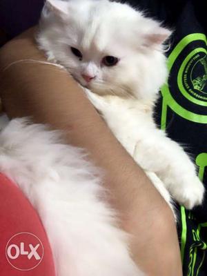 4 month old female white persian
