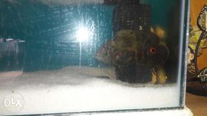 4 oscar fish for sale negetiable
