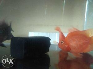 4 parot fish...3.5 inch good quality need to
