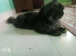 4 year old Persian cat very active