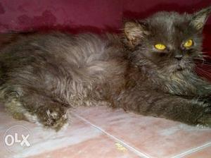 5 month old semi punch female Persian cat for