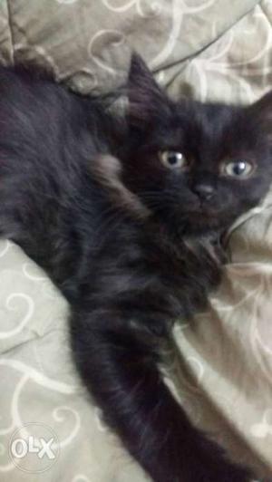 6 months old black female kitten. price