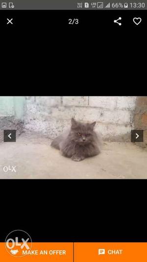 8 months persian cat orignal punch face and heavy