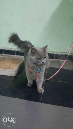A grey colour persian cat 8 months male cat