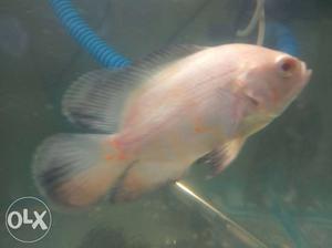 Albino Oscar Fish