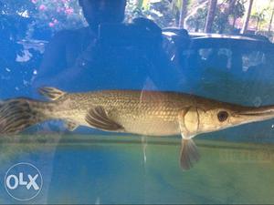 Aligator Gar 3feat Fish At Kannamali