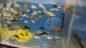 All types of fish available... Contact us for