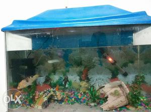 Aquarium 2.5 foot. 10 Fishes 2 Accessories