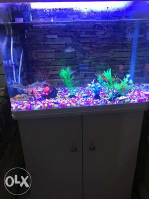 Aquarium containg 10 fishes,filter, fish toys and heater