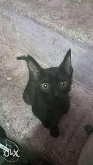 Baby cat all black