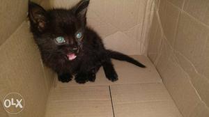 Beautiful black kitten is up for adoption