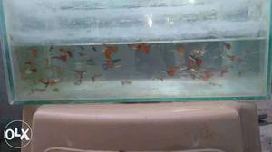 Big tail Guppies for sale.Pair 25.