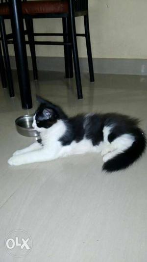 Black-White Persian cat for sale urgent sale