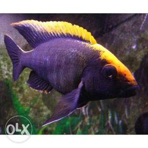 Blue And Yellow Pet Fish
