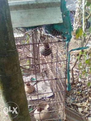 Brown Metal Aviary Birdcage