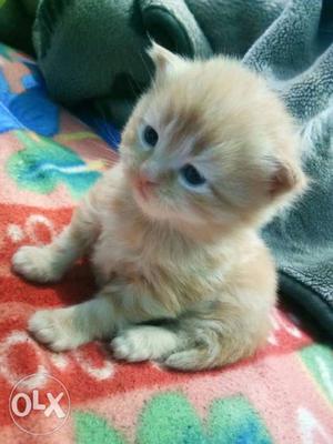 Brown Short-fut Kitten