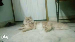 Brown and white colour mix Persian cat male