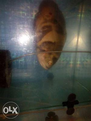 Brown oscar Pet Fish