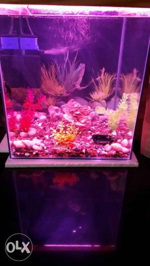 Cube Clear Fish Tank