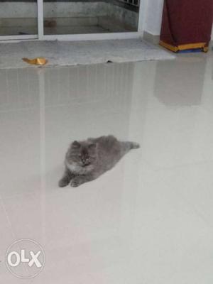 Cute grey persian kitten for sale