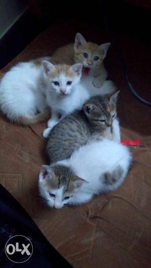 Cute little kittens available