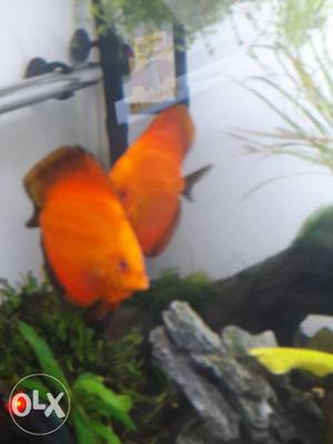 Discus Breeding pairs for sale. 1 Male + 2 female