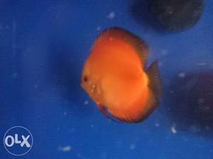 Discus breeding pairs for sale at Rs. /- pair