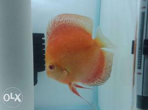 Discus fish