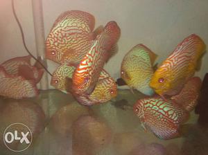 Discus fish available from 2.5"+ to 6"+