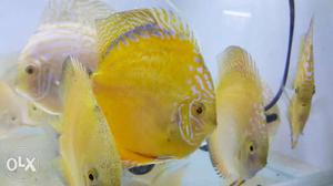 Discus fish in Hyderabad premium quality discus