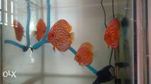 Discus for sale