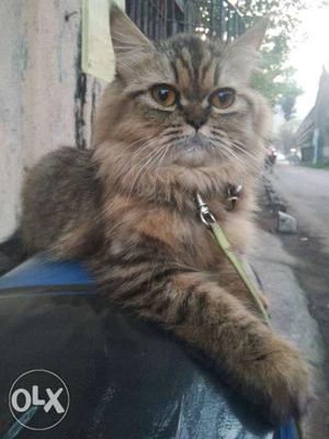 Female cat not for sale for breeding