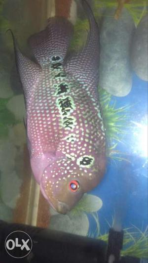Female flower horn fish