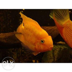 Fish 5 inch orange color 350 rs in great condition