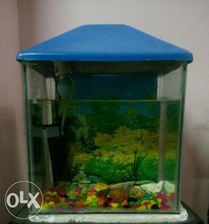 Fish aquarium for urgent sale with pump and fish