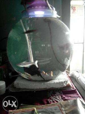 Fish bowl with everything contact for more