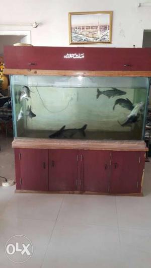 Fish tank size 5.3ft by 2.3ft with 6 big shark