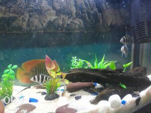 Fishes for sale frontosa size 2. to 3