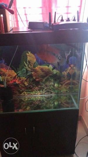 Floran fish fish for sale very friendly