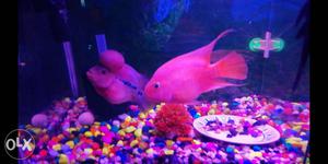 Flower horn fish for sell three thousand ND