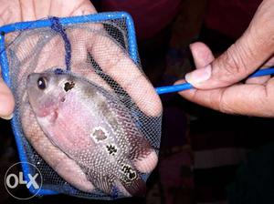 Flowerhorn 3.5 Inches Sell Or Exchange Urgent