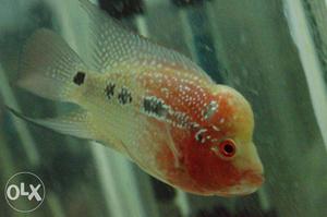 Flowerhorn box type with good size 3-3.5