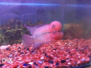 Flowerhorn fish with 2.5 feet by 1.5 feet Aquarim