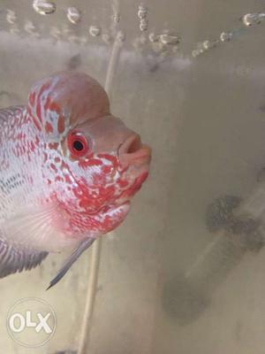 Flowerhorn for sale at affordable price