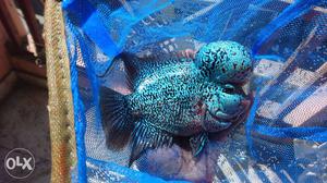 Flowerhorn for sale. for further details pm. thq